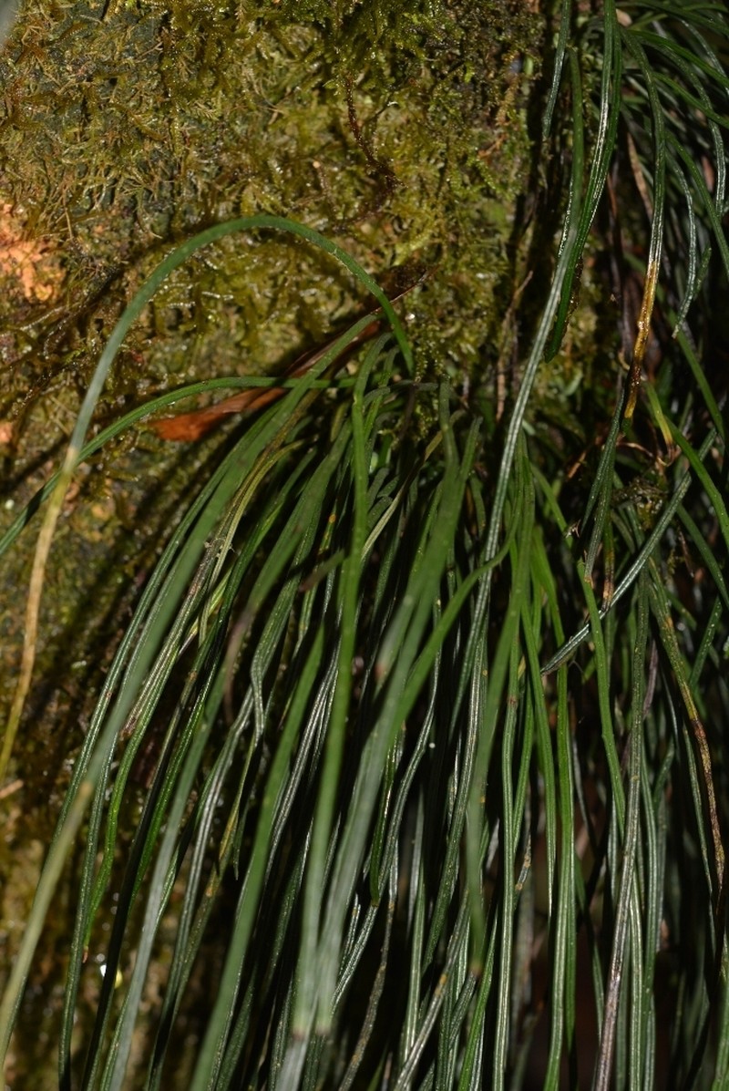 Grass Fern photo 4