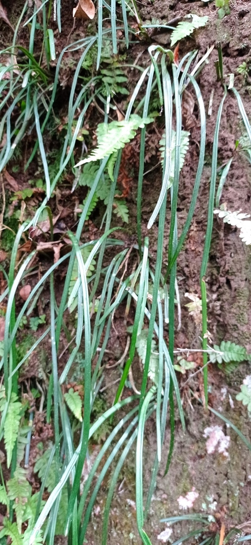Grass Fern photo 5