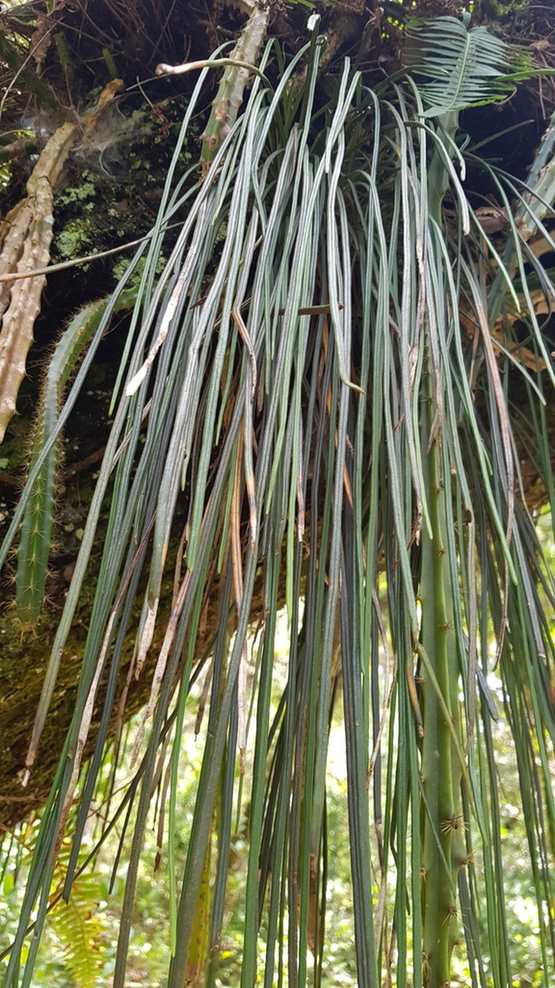 Grass Fern photo 6