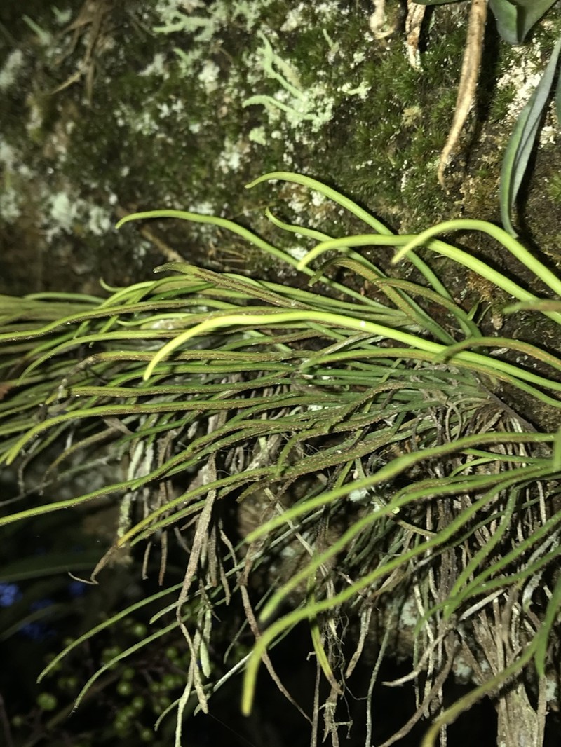 Grass Fern photo 8