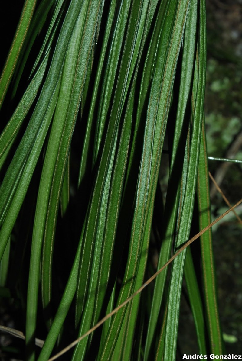 Grass Fern