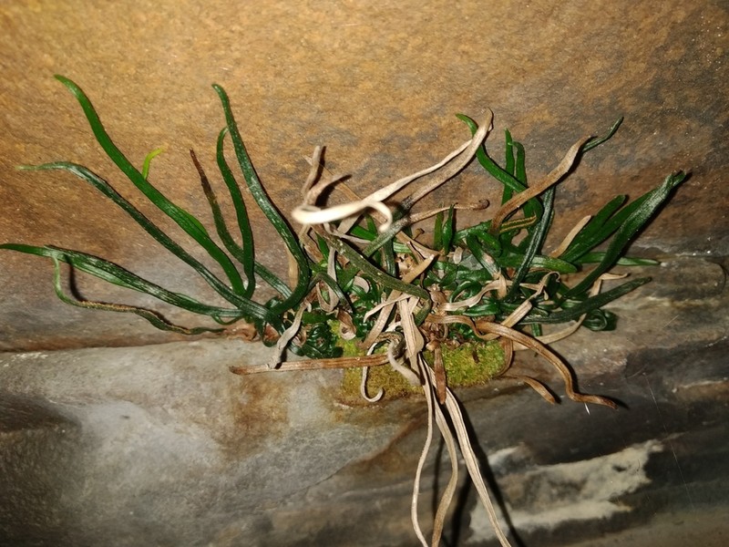 Vittaria isoetifolia
