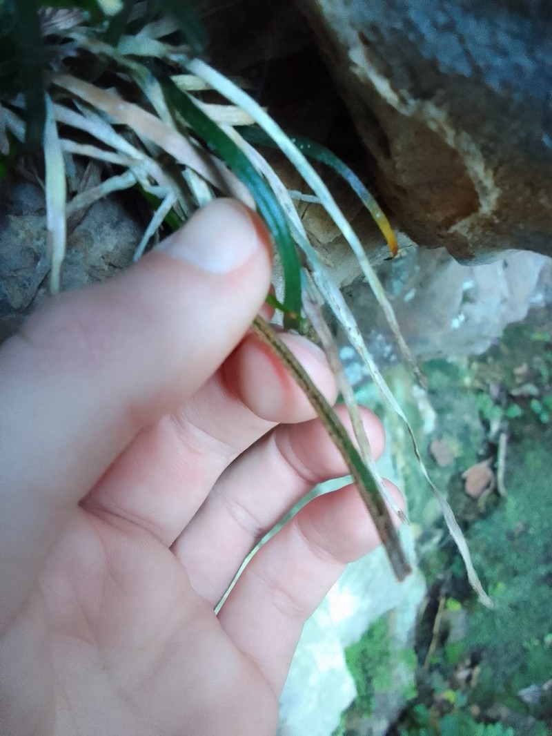 Vittaria isoetifolia photo 2