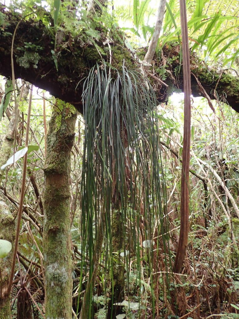 Vittaria isoetifolia photo 3