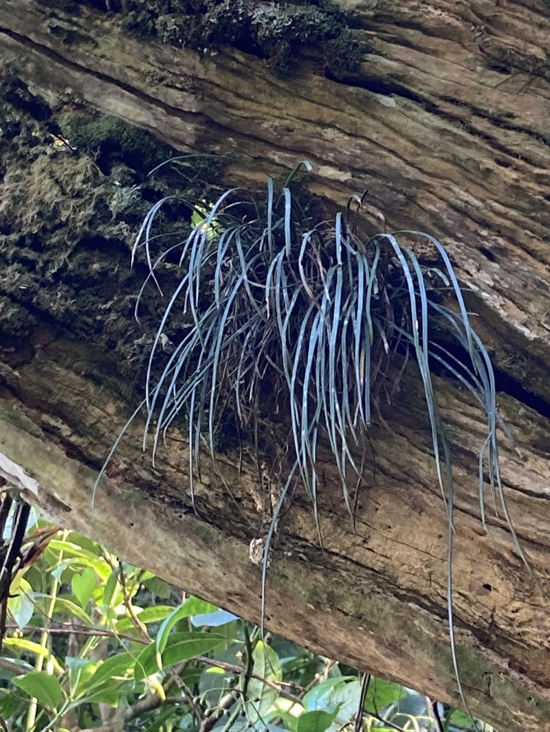 Vittaria isoetifolia photo 4