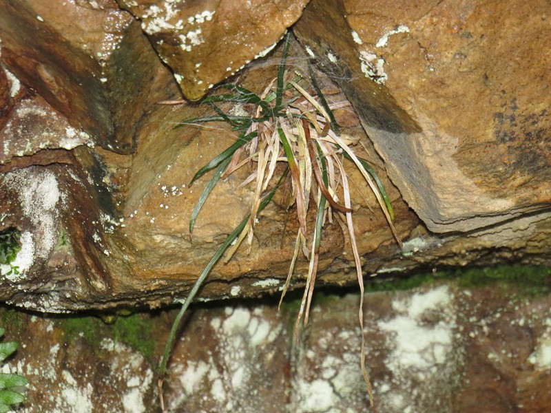 Vittaria isoetifolia photo 5