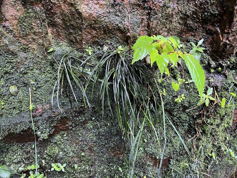 Vittaria isoetifolia photo 6