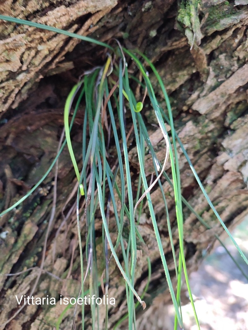 Vittaria isoetifolia photo 7