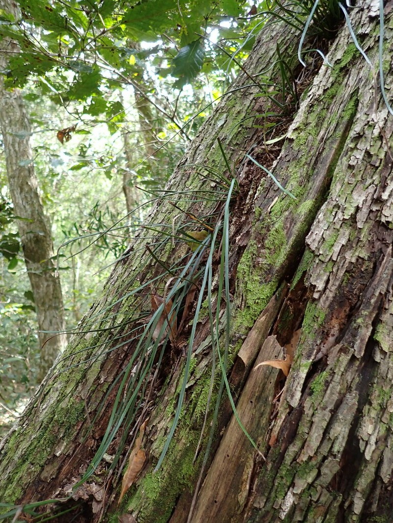 Vittaria isoetifolia photo 8