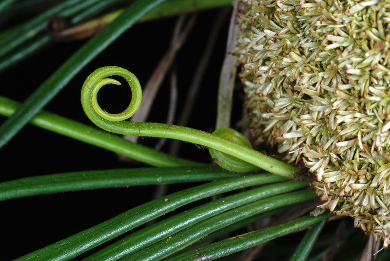 Shoestring Fern photo 2