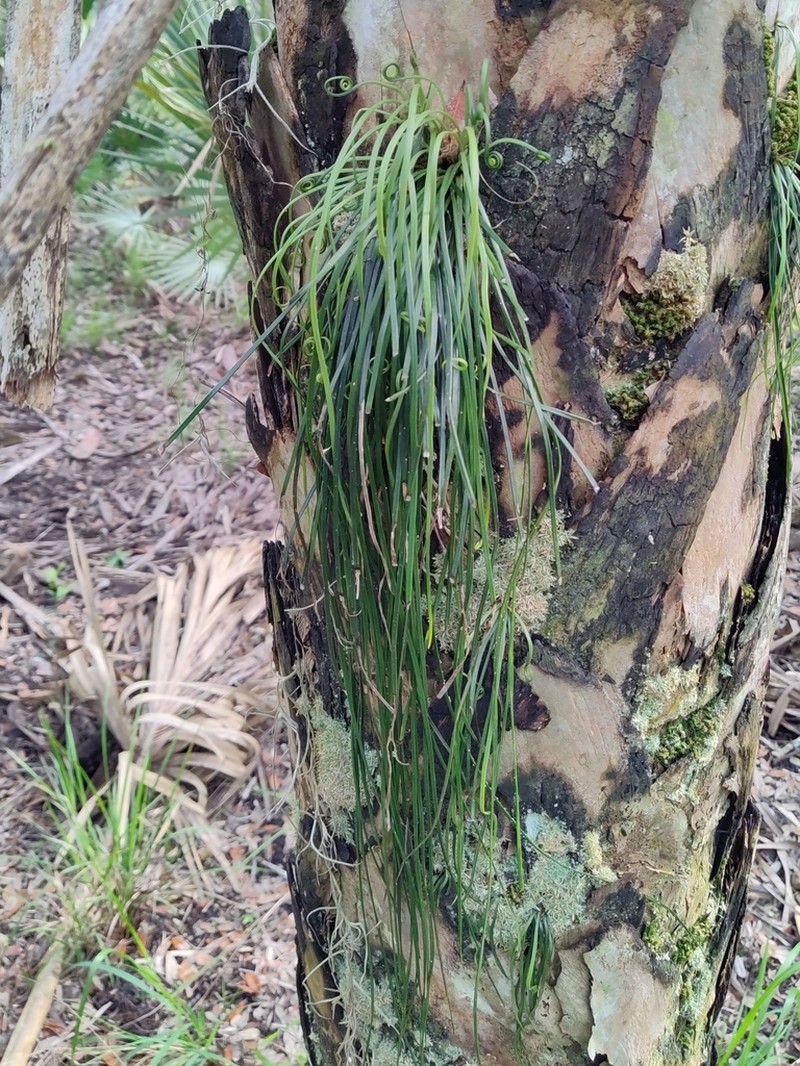 Shoestring Fern photo 3
