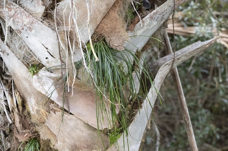 Shoestring Fern photo 4