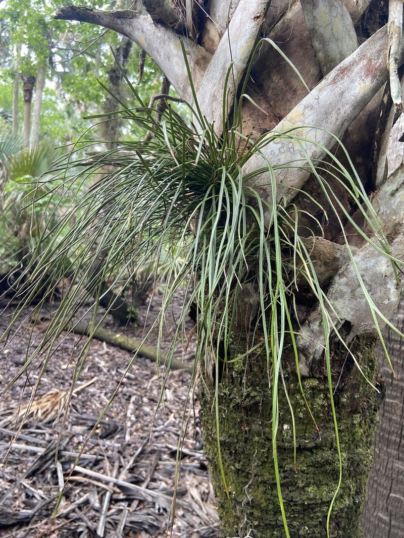 Shoestring Fern photo 5