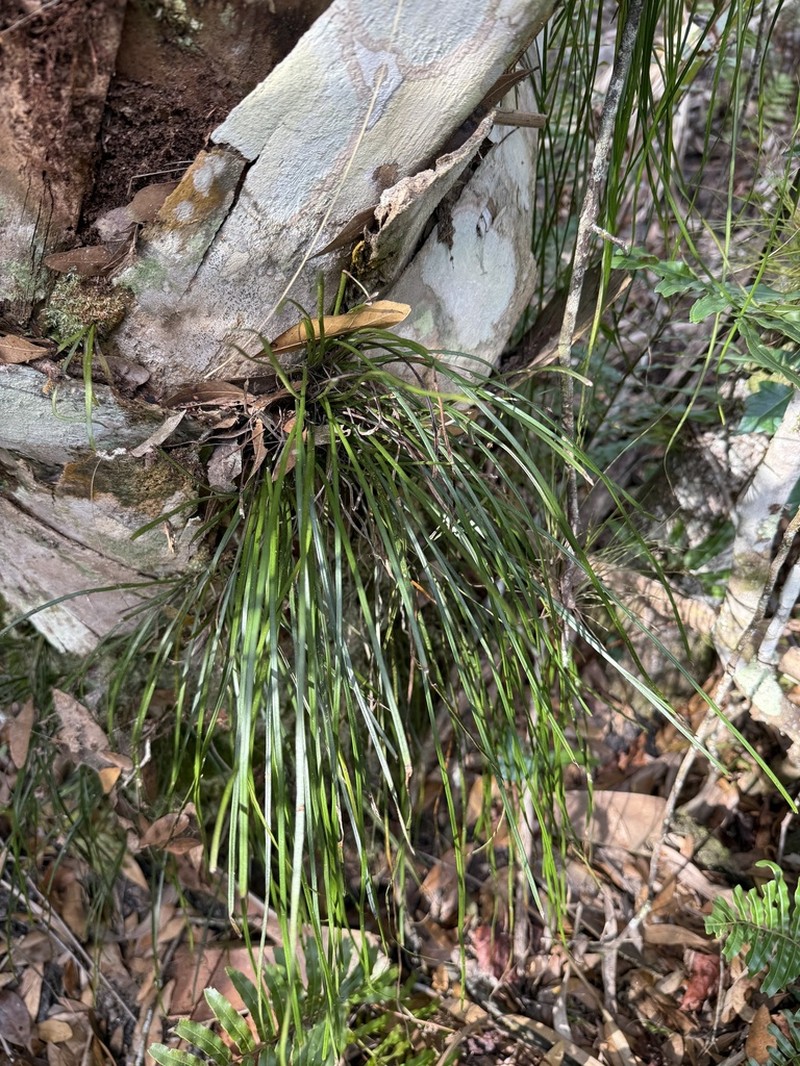 Shoestring Fern photo 6