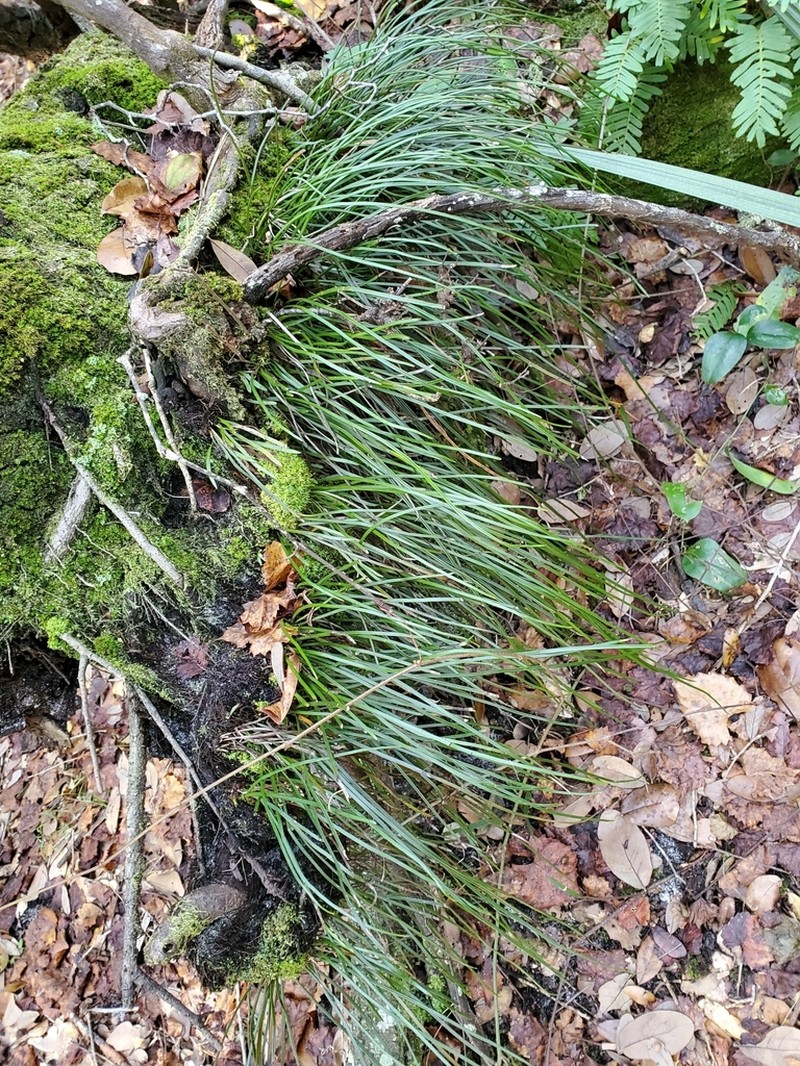 Shoestring Fern photo 7