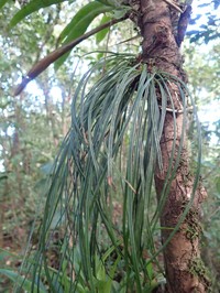 Shoestring Fern