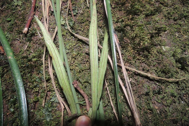 Vittaria scabrida