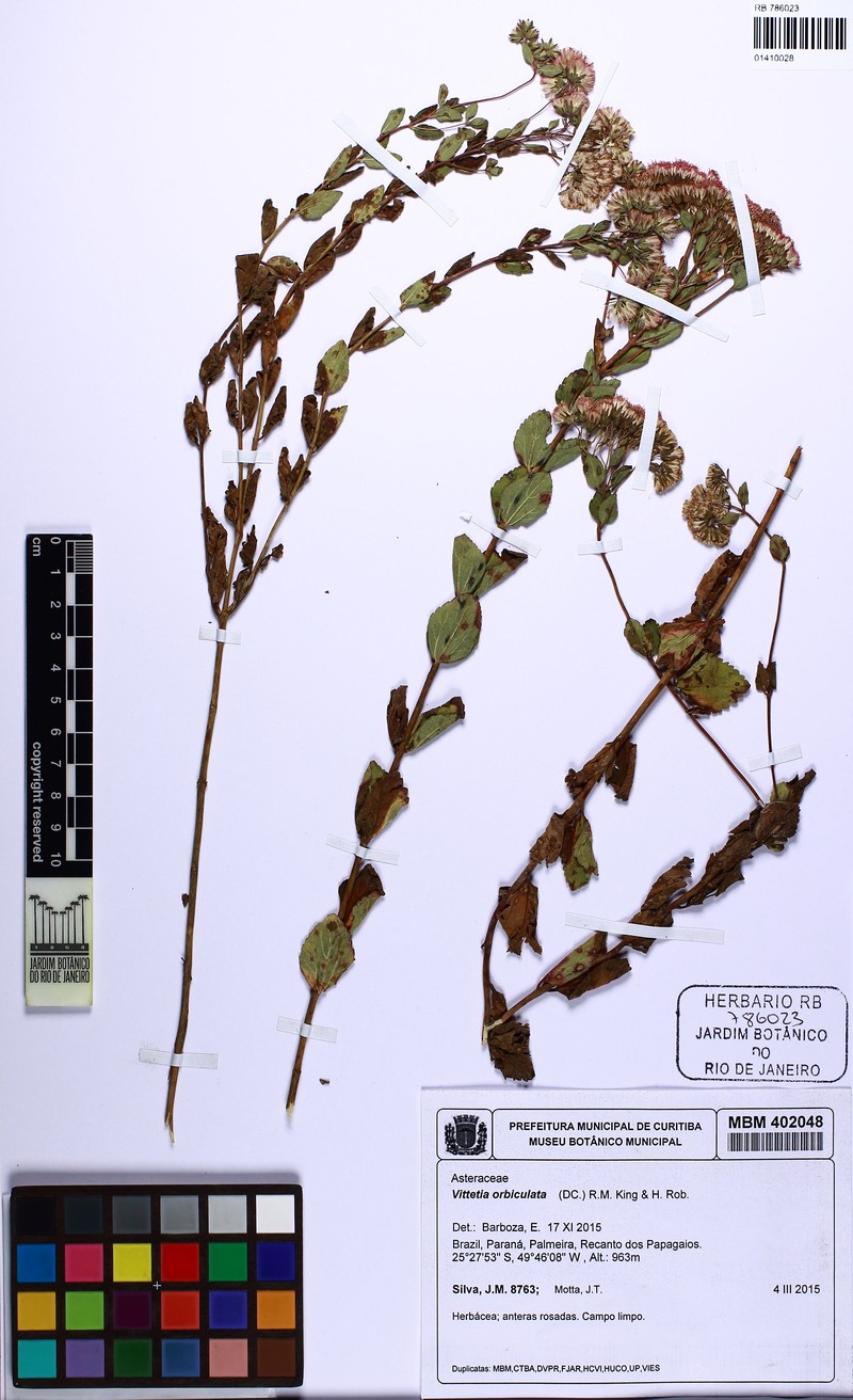 Vittetia orbiculata