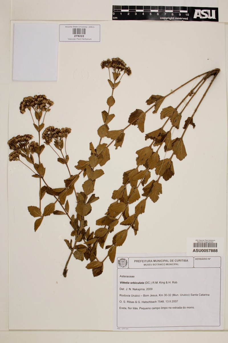 Vittetia orbiculata photo 2