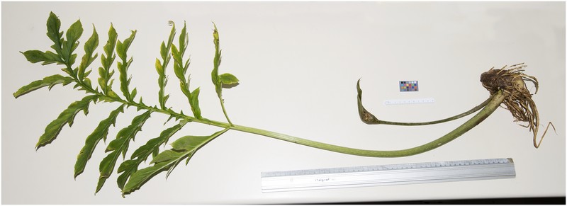 Vivaria calvasensis