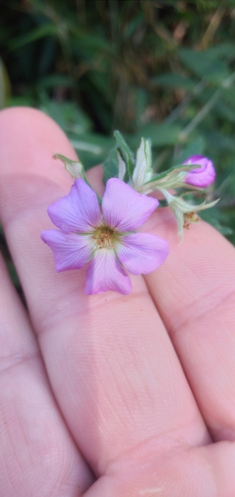 Viviania albiflora