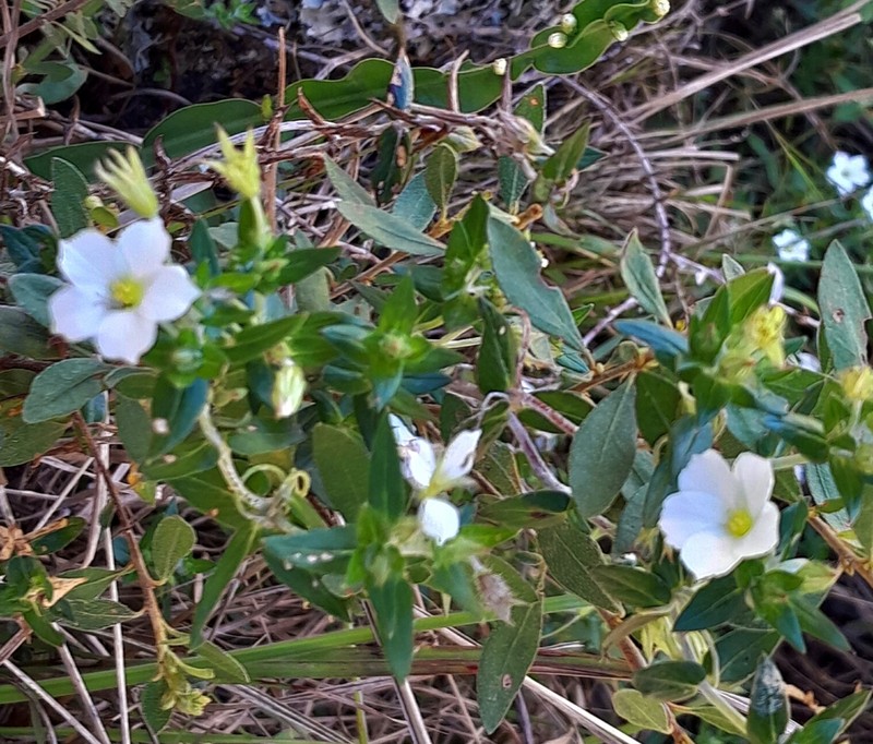 Viviania albiflora photo 2