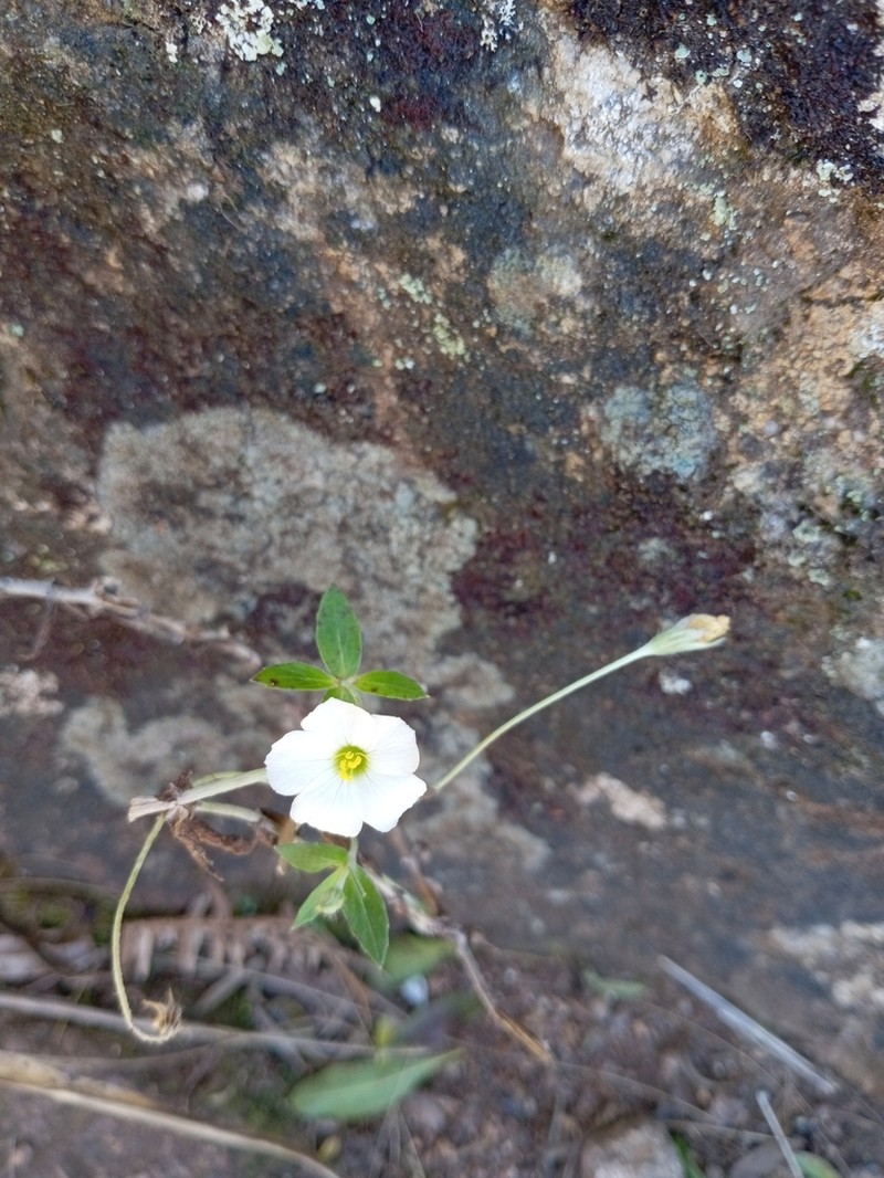 Viviania albiflora photo 3