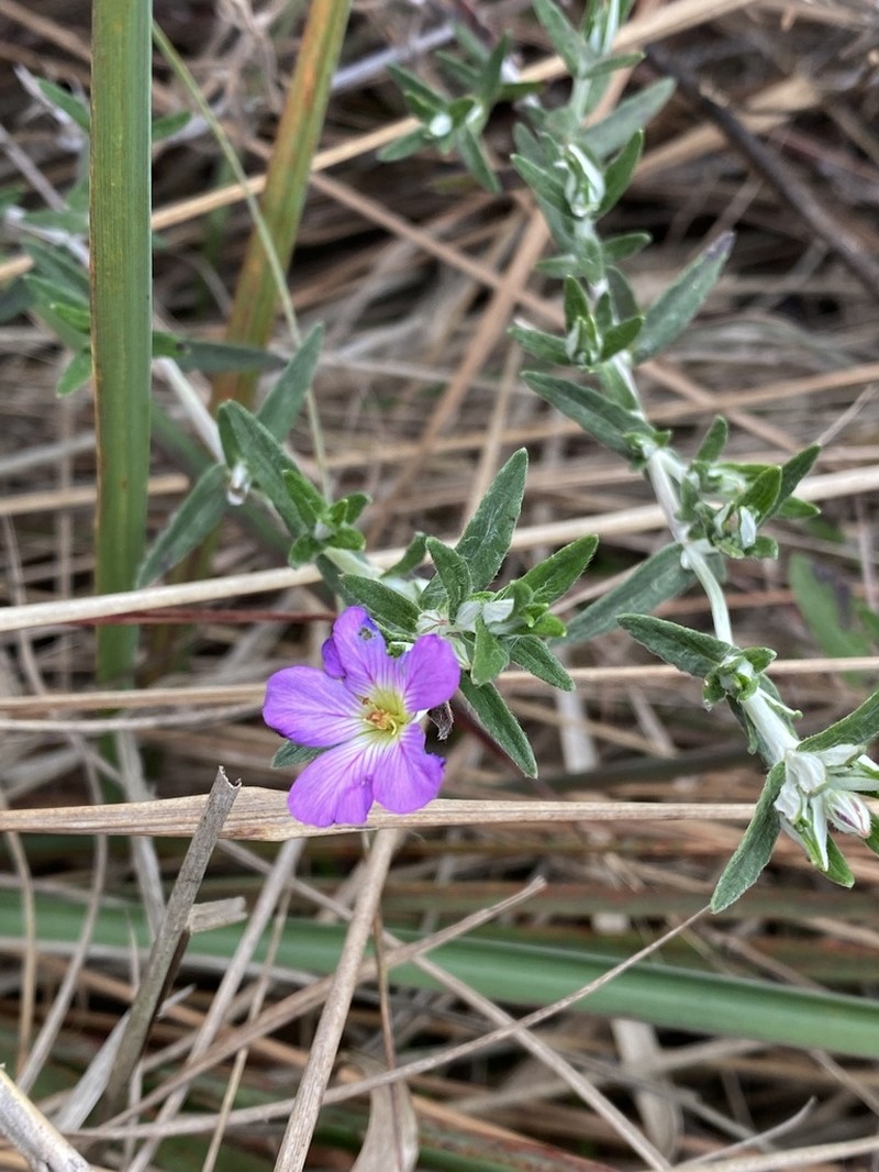Viviania albiflora photo 4
