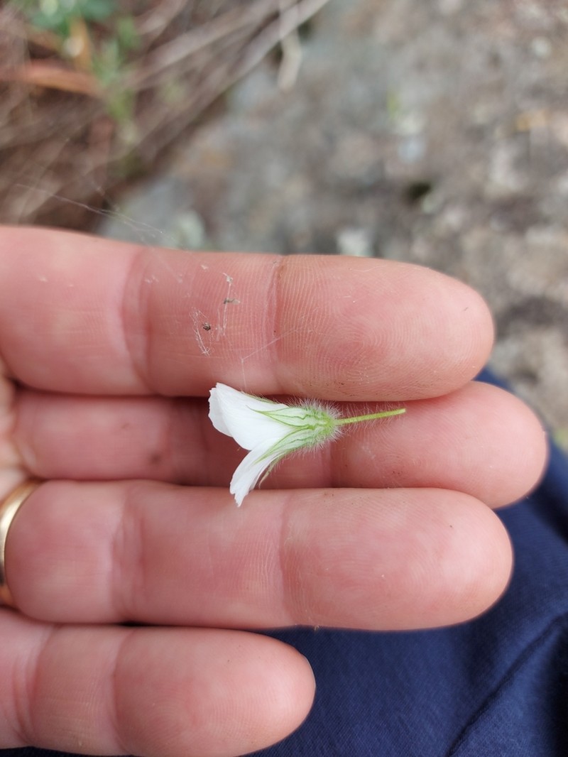 Viviania albiflora photo 5