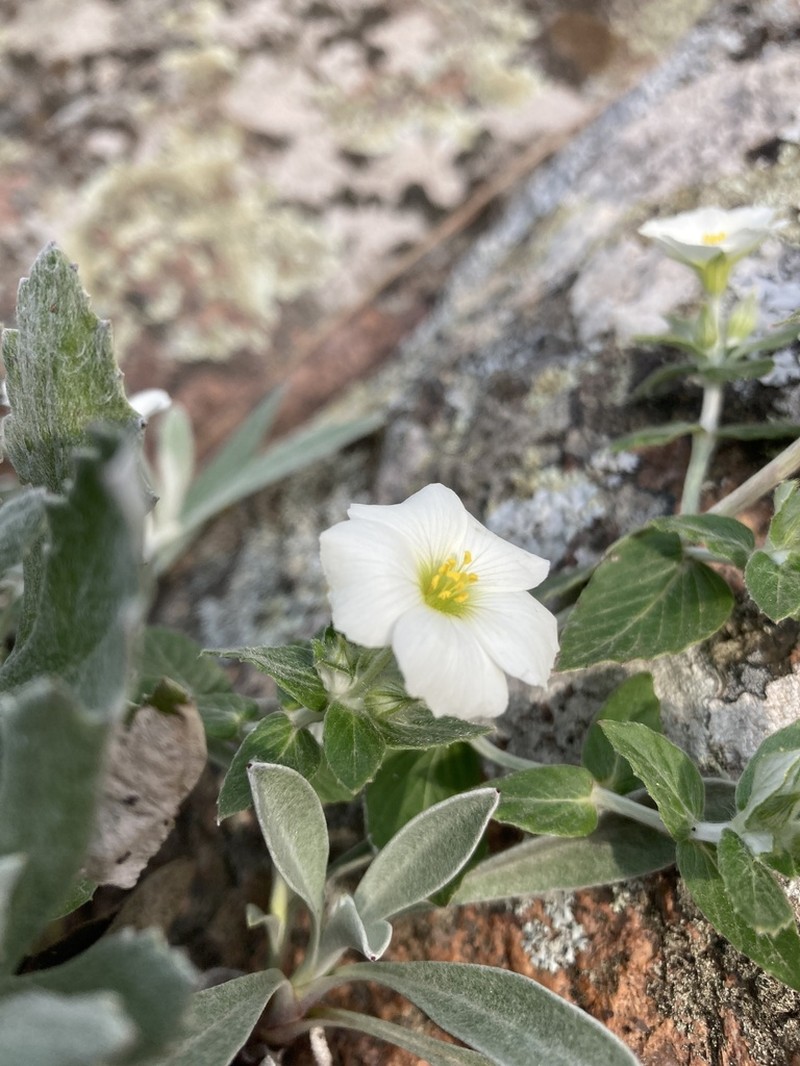 Viviania albiflora photo 6