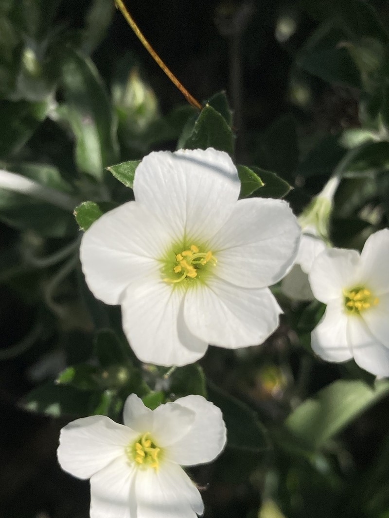 Viviania albiflora photo 7