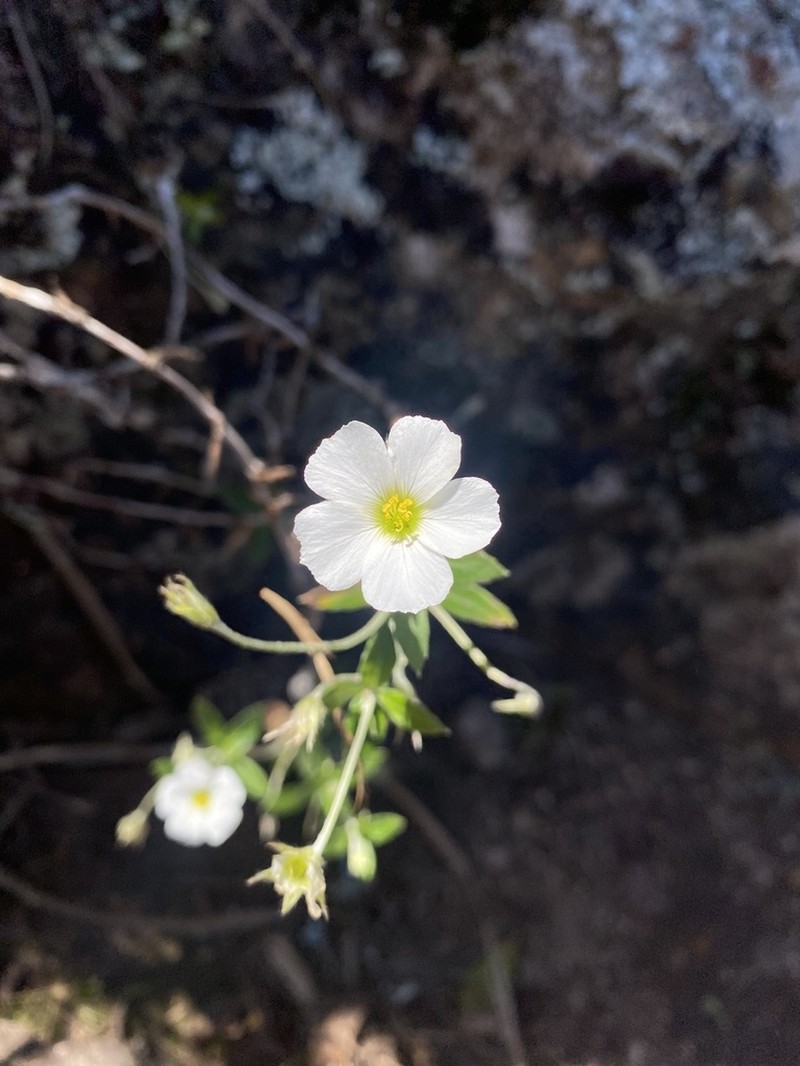 Viviania albiflora photo 8