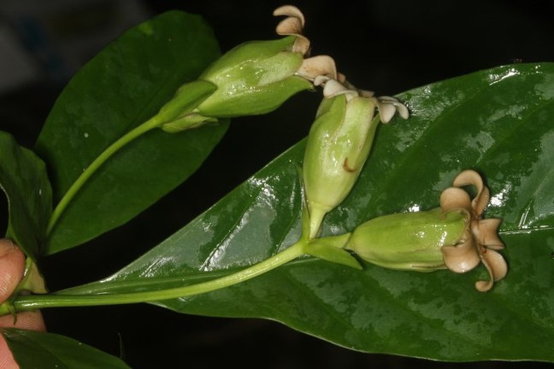 Voacanga bambidiensis