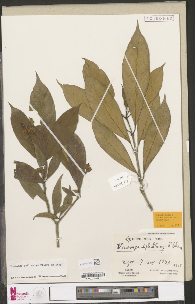 Voacanga cornuta