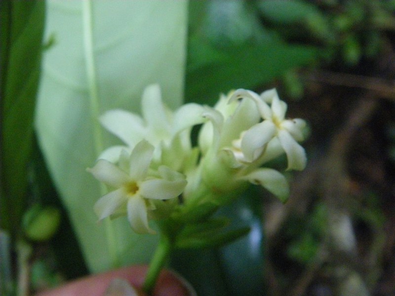Voacanga lachenaudii