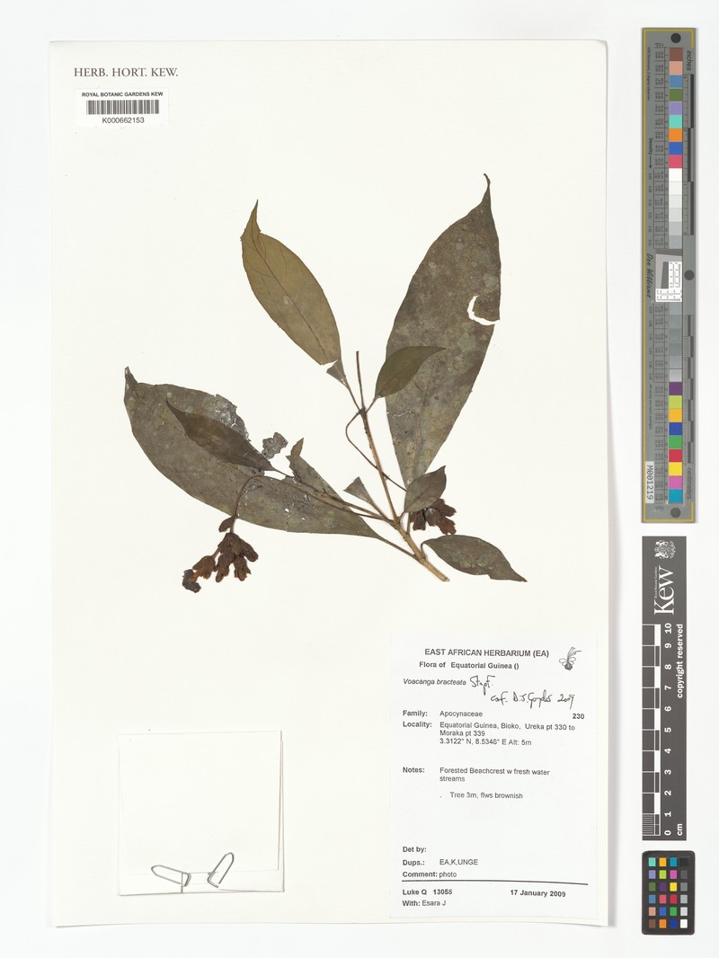 Voacanga lanceolata