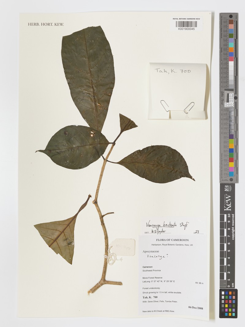 Voacanga lanceolata photo 2