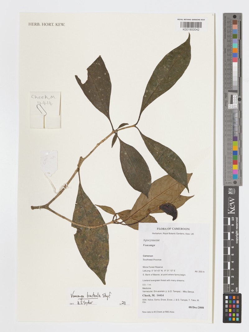 Voacanga lanceolata photo 3
