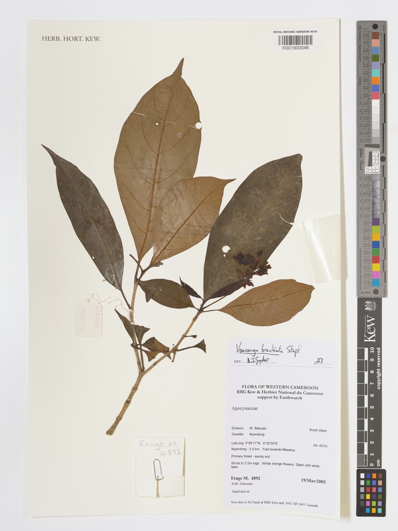 Voacanga lanceolata photo 4