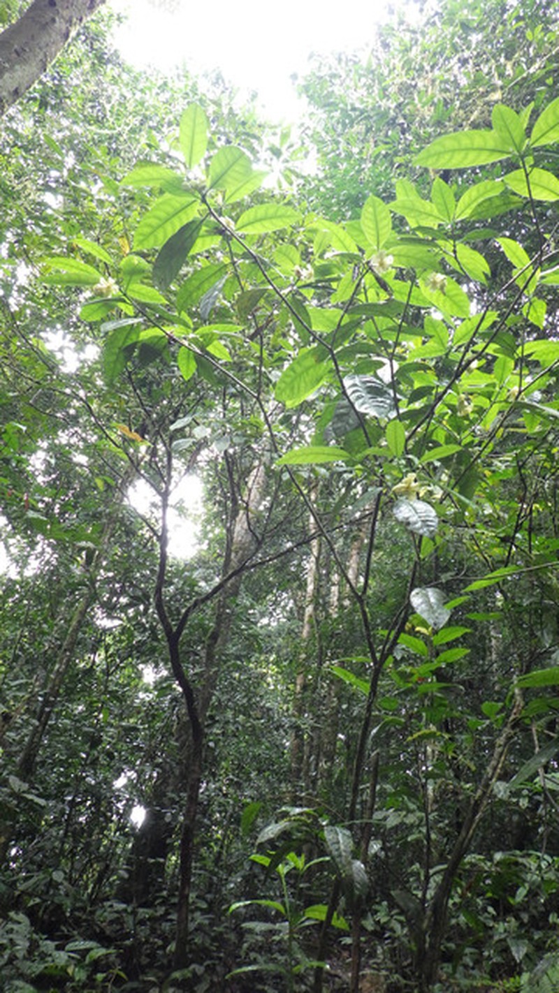 Voacanga wieringae