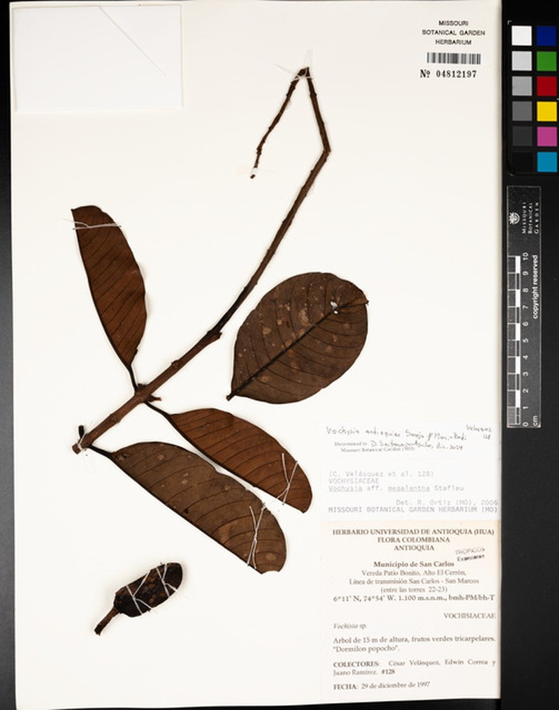 Vochysia antioquia