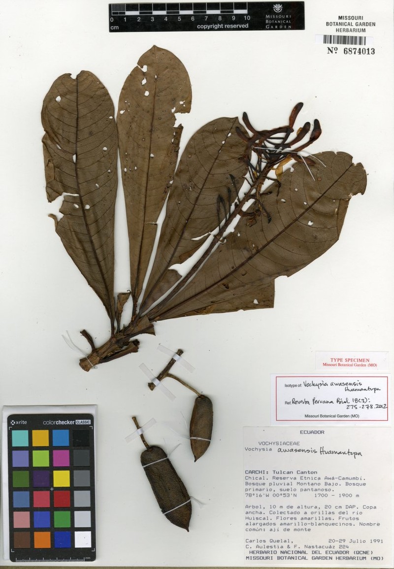 Vochysia awasensis