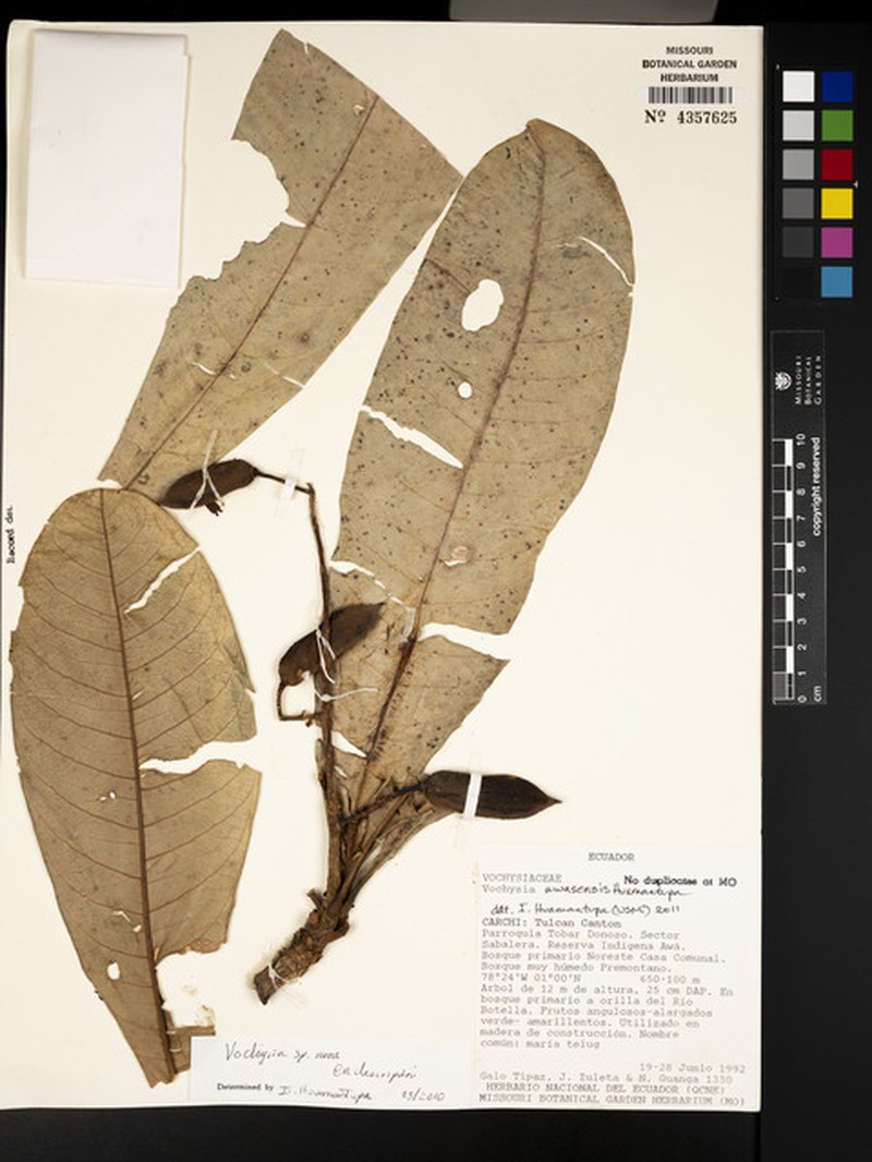 Vochysia awasensis photo 2