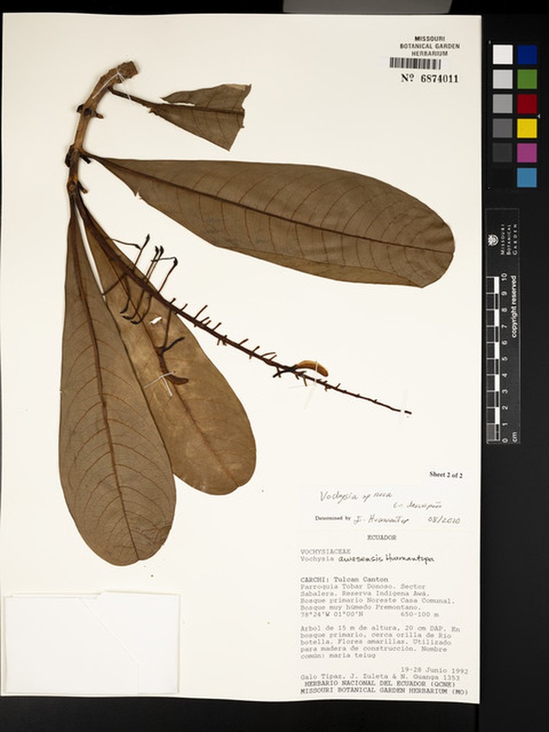 Vochysia awasensis photo 3