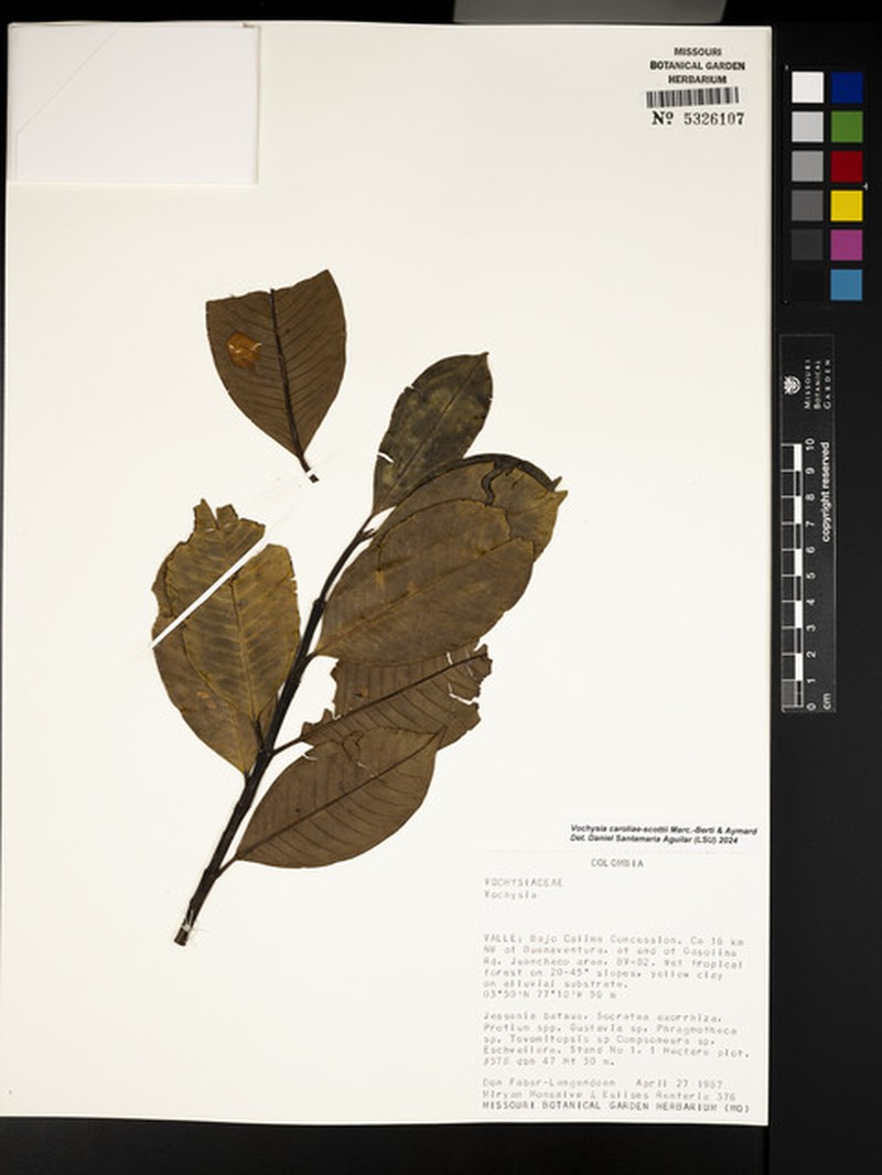 Vochysia caroliae-scottii