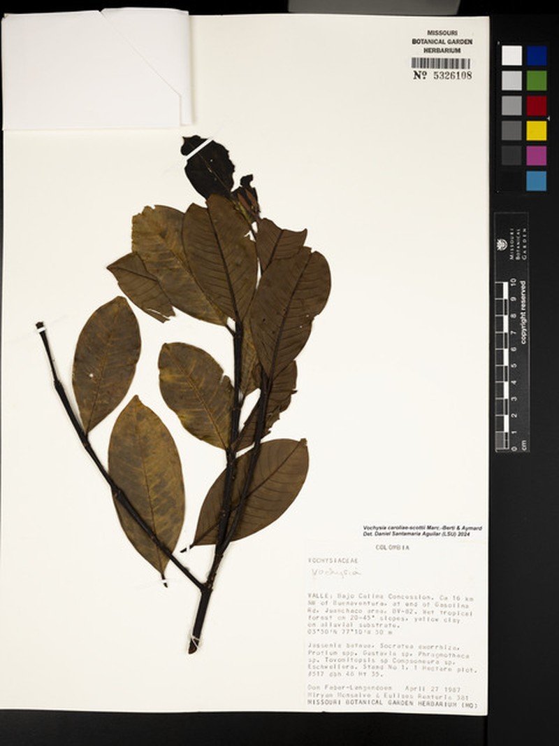 Vochysia caroliae-scottii photo 2
