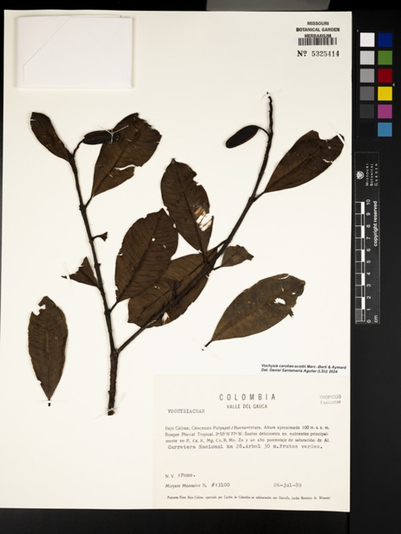 Vochysia caroliae-scottii photo 3