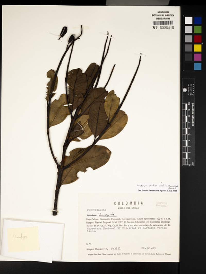 Vochysia caroliae-scottii photo 4