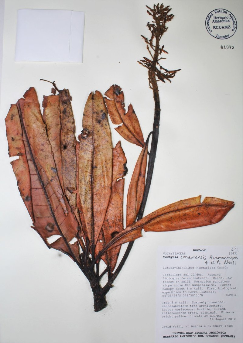 Vochysia condorensis