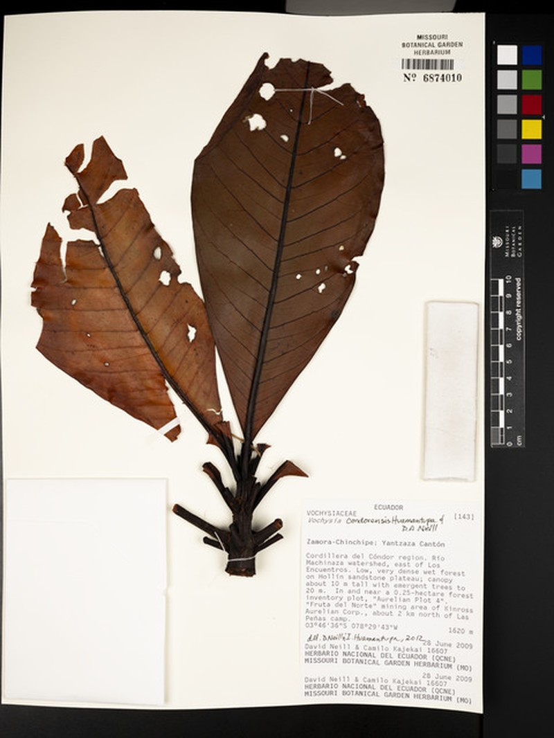 Vochysia condorensis photo 2